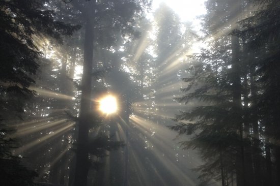 forest-sunbeams energy & consciousness